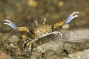 角眼切腹蟹 角眼切腹蟹