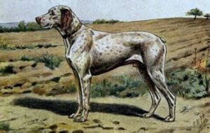 波旁內嚮導獵犬