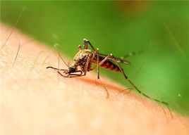 登革熱病毒 登革熱病毒