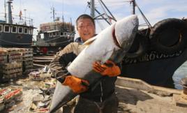 黃金鮁魚 黃金鮁魚