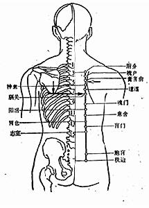 膀胱經背部穴位