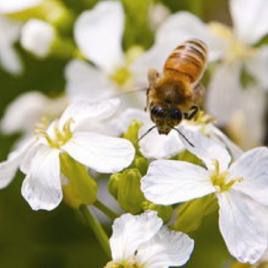 全球蜜蜂危機 全球蜜蜂危機