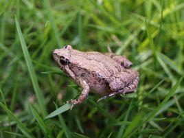 卡氏姬蛙 卡氏姬蛙