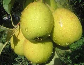 早金香梨 早金香梨