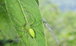 台灣綠貓蛛 台灣綠貓蛛
