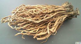 多序岩黃耆 多序岩黃耆