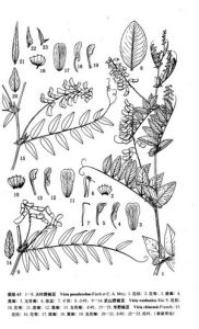 華野豌豆 華野豌豆