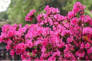 那克哈杜鵑 那克哈杜鵑