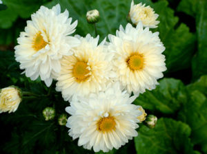 雪芨吹花 雪芨吹花