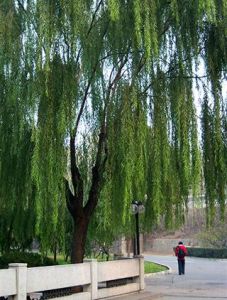 青海柳（原變種）