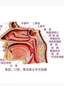 鼻咽 鼻咽