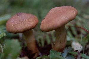 直柄口蘑 直柄口蘑