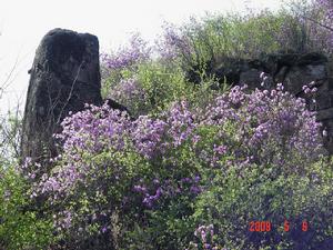 金山杜鵑 金山杜鵑