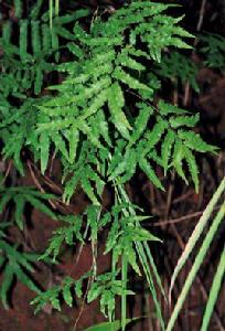 柳葉海金沙 柳葉海金沙