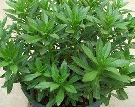 龍參降壓草 龍參降壓草