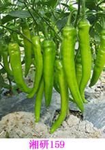 湘椒10號 湘椒10號