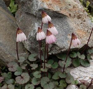 長舌垂頭菊 長舌垂頭菊