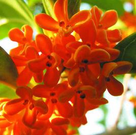 狀元紅[桂花品種]