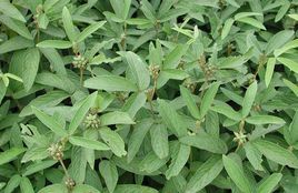 半翼千斤拔 半翼千斤拔