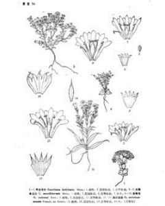 念珠脊龍膽 念珠脊龍膽