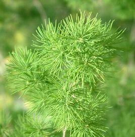 天冬天冬 天冬天冬