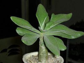 阿房宮[景天科植物]