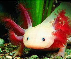 日本蠑螈 日本蠑螈