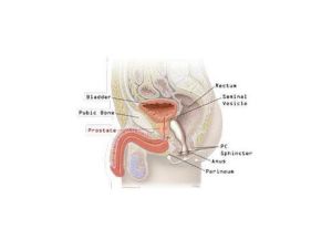衣原體尿路感染 衣原體尿路感染