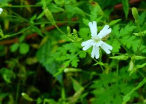 線葉蔓莖蠅子草 線葉蔓莖蠅子草