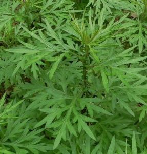 五月艾(原變種) 五月艾(原變種)