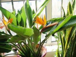 鶴望蘭亞科 鶴望蘭亞科