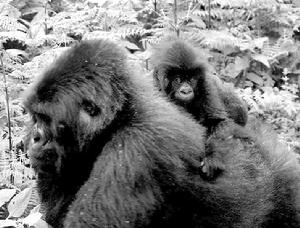 騎在母親背上的猩猩嬰兒