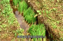 龍貓森林綠色農田美麗的風景，乾淨的環境。