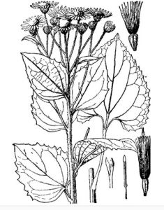 褐毛紫菀 褐毛紫菀