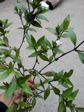 岩石還陽 岩石還陽