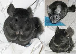 全黑龍貓 全黑龍貓