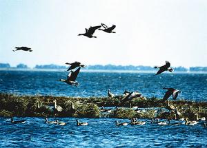 東洞庭湖自然保護區
