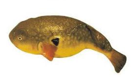 菊黃東方魨 菊黃東方魨