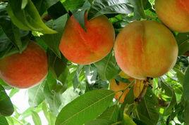 孟姜紅仙桃 孟姜紅仙桃