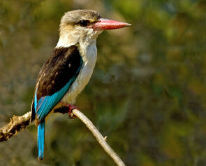 褐頭翡翠 褐頭翡翠