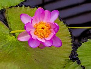 卡奔塔利亞·朱莉婭 卡奔塔利亞·朱莉婭