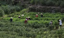 柑子窩茶 柑子窩茶