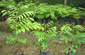 滇南黃檀 滇南黃檀