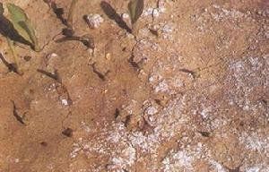 玉米鹽酸害 玉米鹽酸害