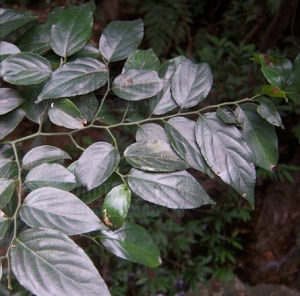 矩葉翼核果 矩葉翼核果