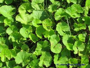 積雪草萃取精華