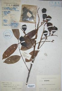 雲南紅豆 雲南紅豆