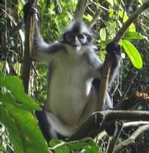 托馬斯葉猴 托馬斯葉猴