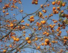 九侯山風景區植物