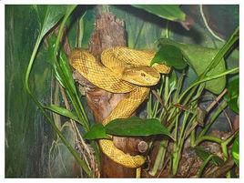 金矛頭蝮 金矛頭蝮